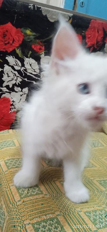 Животные: Мейн-Куны🥰. Продаётся Эксклюзивная, чистокровная кошечка Мейн-Кун ❤️ 😊 — 2