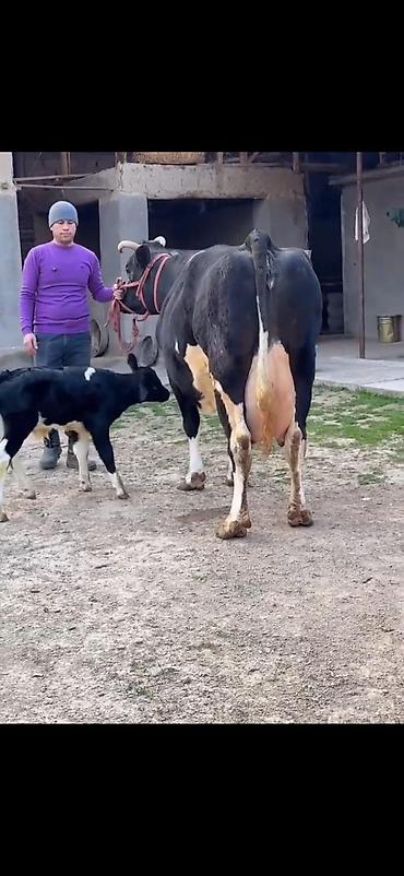 Inəklər, öküzlər: Südlük inək və balası - Cins: qara‑ağ (Holştin tipli) süd istiqamətli — 1