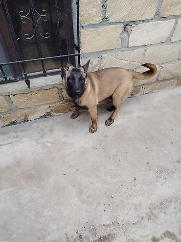 it pudel: Belçika Malinua (Belgian Malinois) – gözətçi/iş iti - Cins: Belçika — 3