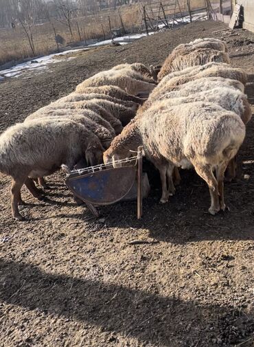 гиссарская порода овец цена: Продаю | Овца (самка) | Гиссарская