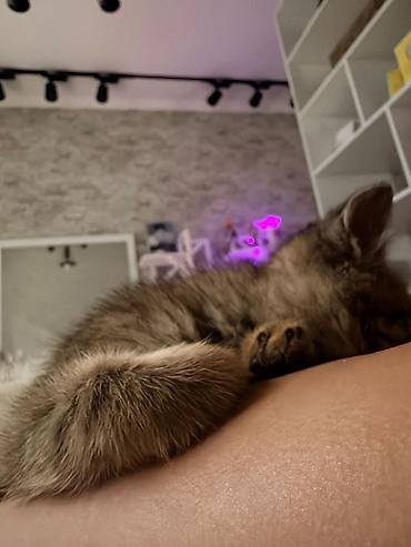 котенок даром: 1 месяц, Мальчик, Приучена к лотку — 3
