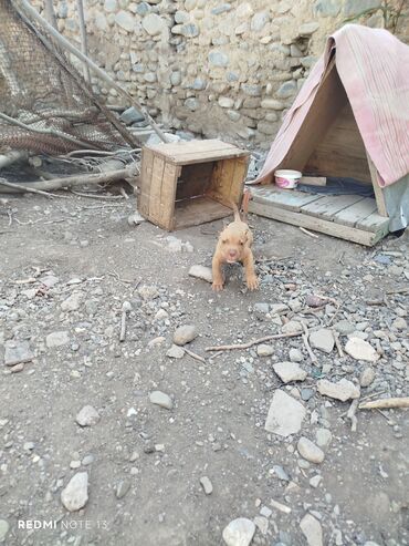 İtlər: Pitbul, 2 ay, Erkek, Sənədli