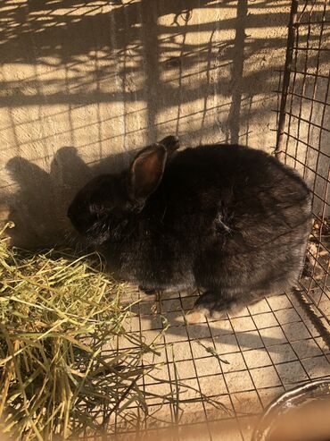 комбикорм для кроликов: Продаю | Крольчиха (самка)