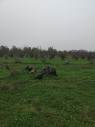 Коровы, быки: Самец, Для мяса, Самовывоз