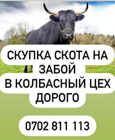 продаю продам продается: Куплю | Коровы, быки, Лошади, кони | Круглосуточно, Любое состояние, Забитый