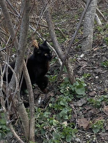 Продажа кошек: 6 месяцев, Мальчик, Черный — 8