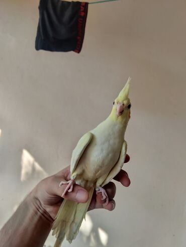 Salam korella tutu quşları satılır hazır cüt və iki cütə hazır bala