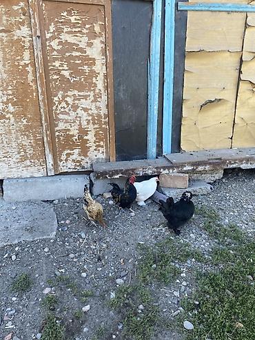 кролики домашние купить: Продаю | Куры | Домашняя | Для разведения — 4