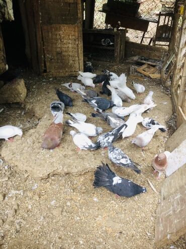 Göyərçinlər: Müxtəlif rənglərə və naxışlara malik ev göyərçinləri mövcuddur. Onlar — 8