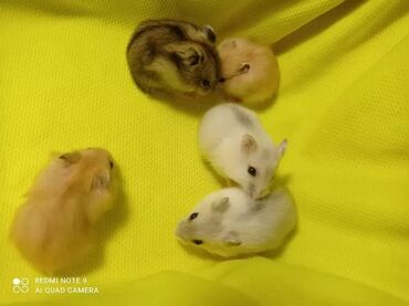 британская короткошерстная кошка купить: Продаются хомячки сирийские, ангорские пушистые хомячки, джунгарские