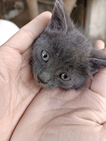 кошка котенок: Кошка даром: Беспородная, 1 месяц, Мальчик
