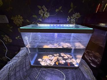 kristal yem mmc: LED işıqlı şüşə akvarium - Material: şəffaf şüşə korpus, üstündə şüşə — 2