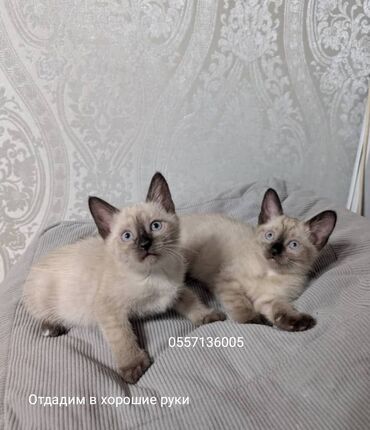 котята сибирской кошки: Кошка даром: Сиамская, 2 месяца, Девочка