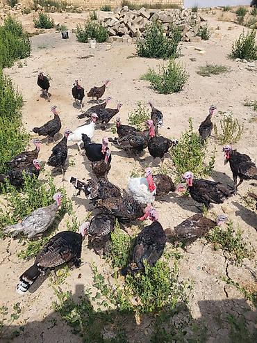 kend colpaları: Təmiz bronz hinduşkalar çəkiləri 5 kq 2 illik — 1