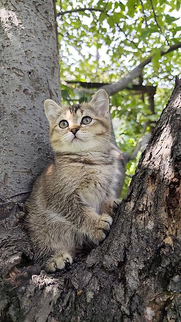 британские кошки: Скотиш Страйт (Шотландская прямоухая), 3 месяца, Девочка, Золотая шиншилла, Приучена к лотку — 2