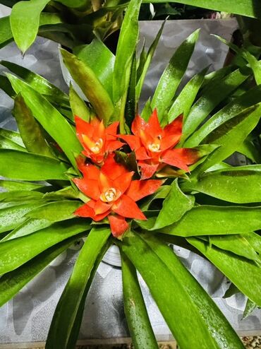 семена комнатных цветов в бишкеке: Гузмания (Guzmania) – яркое комнатное растение из семейства