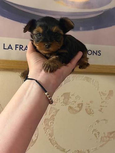 Cins: Yorkshire Terrier (yorki) balası Rəng: Qara‑tünd qəhvəyi (tan