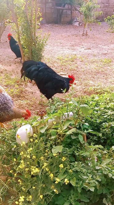 İtlər: 7 aylıq Qara Austrqlorp Xoruzu satılır. Barter olunmur. Ümvan