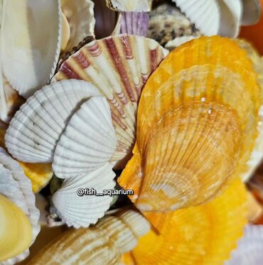 Аквариумы: Разные ракушки! Бишкек
от 50 и выше — 8