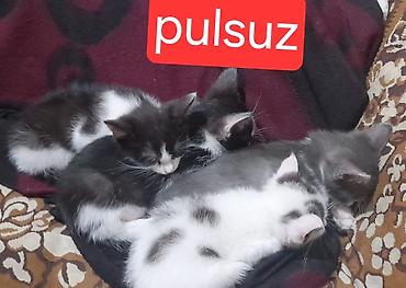 Кошки: В добрые руки — 1