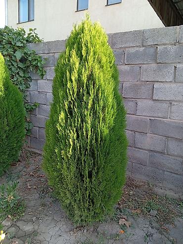 Туя западная Смарагд (Thuja occidentalis ‘Smaragd’) — декоративные