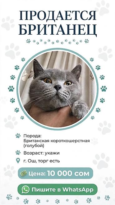русская голубая: Британская короткошерстная (голубой окрас) - Порода: британская — 1