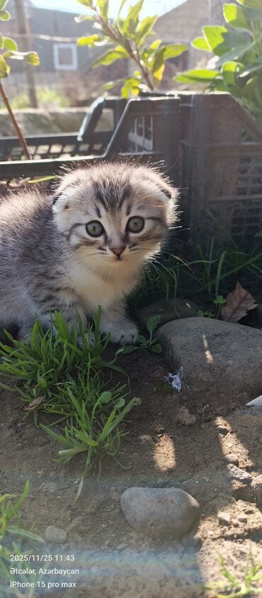 Pişiklər: Şotland — 1