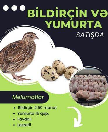 Digər quşlar: Halal kəsilmiş və diri bildirçinlər var. Mayalı bildirçin yumurtaları