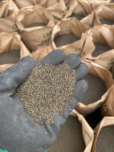 Зерновые культуры: Беде урук оптом 7 Обласка салып жоробуз ишенимду таза кепилдик бар — 9