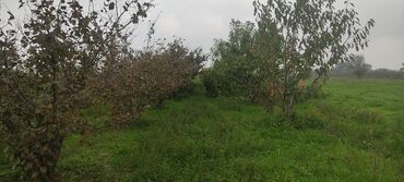 Torpaq sahələrinin satışı: 93 sot, Kənd təsərrüfatı — 2