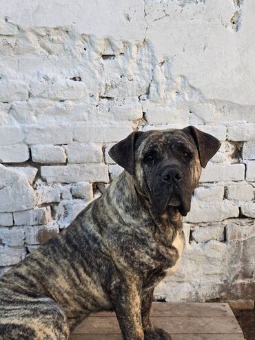 Psi: Presa Canario mužjak – 15 meseci – stabilan, umiljat, idealan za dom i