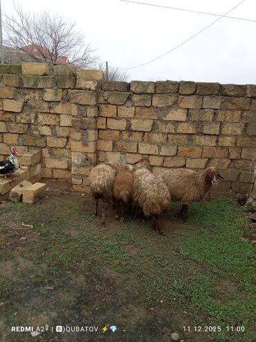 Qoyunlar, qoçlar: 3 qoyun 1 quzu satılır biri ana baladir dişi bala ilə kom 1.150 — 25