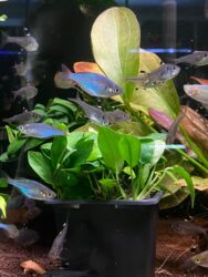 Аквариумы: Здравствуйте! 🌿 Вас приветствует магазин аквариумистики Green Aqua. У at lalafo.kg — 10 Аквариумы: Здравствуйте! 🌿 Вас приветствует магазин аквариумистики Green Aqua. У — 10