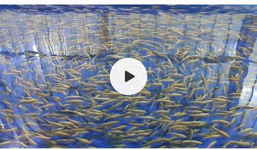 Рыбы: Малек -Янтарка 12граммов -Францияобщее количество 15 тыс Скважина