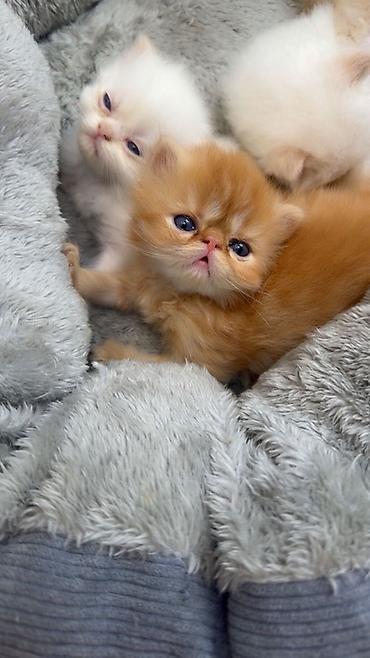 heyvanların sexsi: Fars — 1