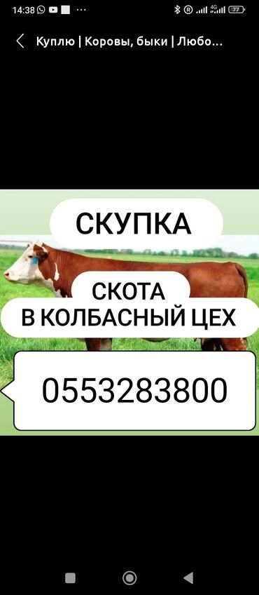где купить презервативы оптом: Куплю | Коровы, быки | Самовывоз