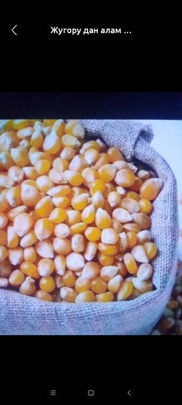 мака кукуруз: Куплю кукурузу по 10сом. 1 тонну, 2тонны,3 тонны