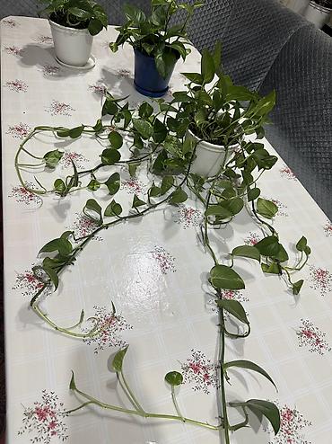Эпипремнумы и сциндапсусы: Эпипремнум (Scindapsus, “плющ-потос”) в горшках. Варианты: - Куст с — 16