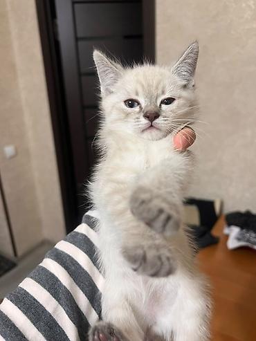 Продажа кошек: Скотиш Страйт (Шотландская прямоухая), 3 месяца, Мальчик, Приучена к лотку — 2