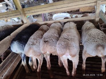 животные собаки: Союшка койлор бар(кочкорлор,ургачылар,бычмалдар). Курбан Айтка! алабыз