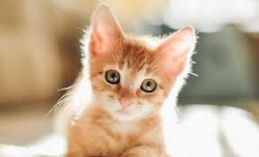 приму в дар котенка: Беру даром котенку около 3-6 месяцев желательно мальчик