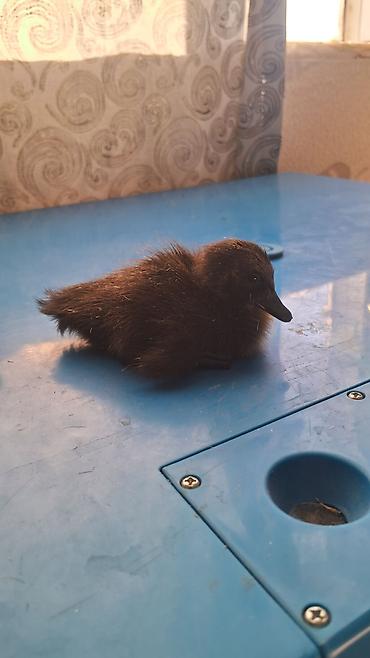 Pinqivin ördek balaları ay yarımlıq balalardı tam saglam lalafo.az -da Pinqivin ördek balaları ay yarımlıq balalardı tam saglam