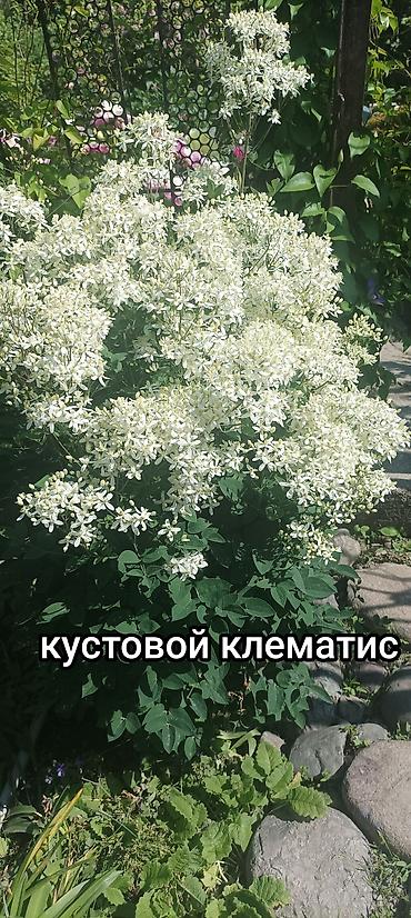 Другие садовые цветы и кустарники: Хосты и садовая фуксия — сортовые растения для вашего сада. - Hosta — 10