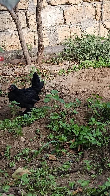 mayalı yumurta satışı: Toyuq, Yumurtalıq — 4