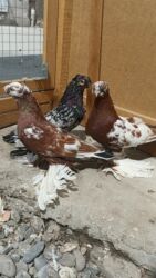 продажа щенков немецкой овчарки в бишкеке с документами: Челкарь самец и чыны самка на продажу