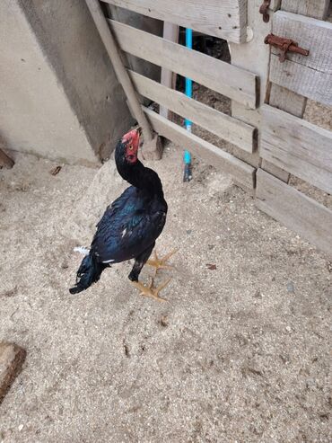 Digər quşlar: Sona qədər oxuyub sonra əlaqə saxlayın. 2 beçədi 2 fərə hərəsinin — 3