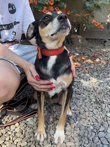 Отдам даром собаку: Собака даром: Дворняжка, 2 года, Самка, С прививкой — 8