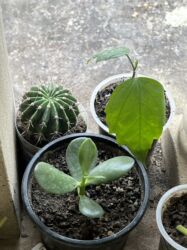 Xalçalar: Xalça -da lalafo.az — 45 Xalçalar: Xalça — 45