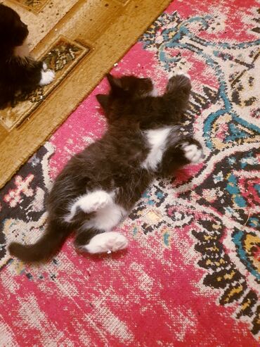 Pişiklər: Məhsul: Ev pişiyi və balası Təsvir: - Şəkillərdə iki pişik görünür — 12