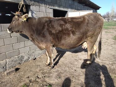 купить корову бишкек: Продаю | Корова (самка) | Алатауская | Для молока | Искусственник